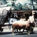 Film Amateur Ceylan
