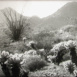 Au Pays des Cactus en Fleurs