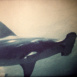 La Vie secrète des Animaux "Les Requins-Marteaux"