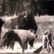 Bisons