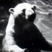 L'Heure du Bain au Zoo