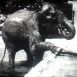 L'Heure du Bain au Zoo