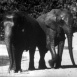 Au Zoo