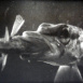 Requins d'Eau douce