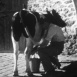 L'Ensilage