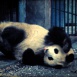 Save the Panda